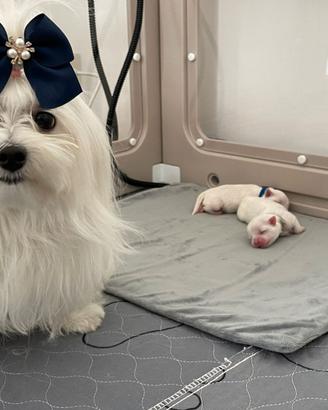 Cuccioli Maltese ENCI La Casa dei Maltesi Cuneo