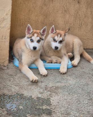 Husky 2 disp