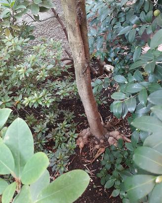 giardino