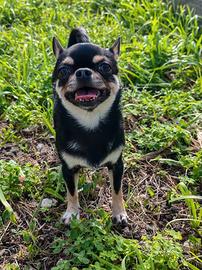 Chihuahua stalloncino per monta