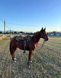 Derivato Quarter Horse