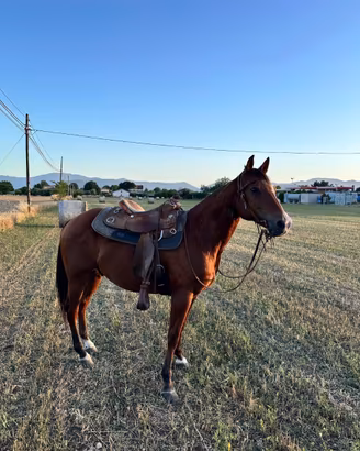 Derivato Quarter Horse