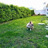 Accoppiamento bulldog francese