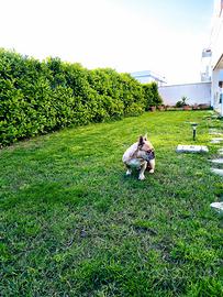 Accoppiamento bulldog francese