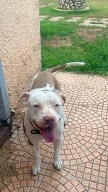 Monta American Pit Bull Terrier