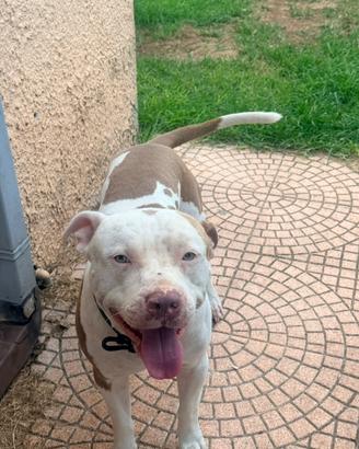 Monta American Pit Bull Terrier