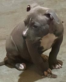 Disponibile cucciolo di pitbull