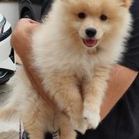 Cucciolo di Volpino di Pomerania