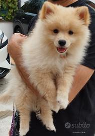 Cucciolo di Volpino di Pomerania