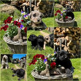 Cuccioli cane pastore bergamasco
