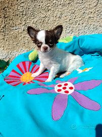 Chihuahua toy