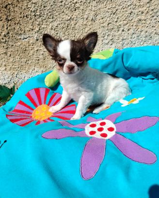 Chihuahua toy