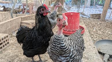 Trio di Galline Nane: Coppia di Chiocce + Gallo