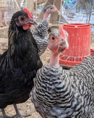 Trio di Galline Nane: Coppia di Chiocce + Gallo