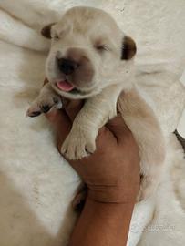 Golden Retriever con Pedigree ENCI