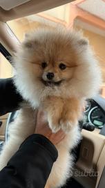 Spitz di Pomerania