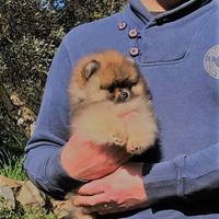 Cucciolo di Volpino di Pomerania con Pedigree ENCI