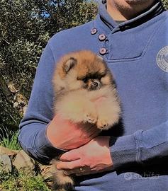 Cucciolo di Volpino di Pomerania con Pedigree ENCI