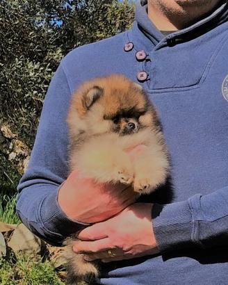Cucciolo di Volpino di Pomerania con Pedigree ENCI