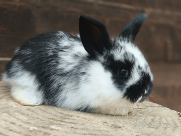 Coniglio ariete nano