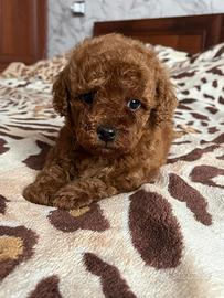 Barboncino red mini toy