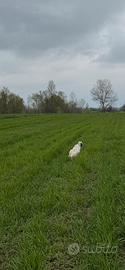 Setter Inglese pronta caccia