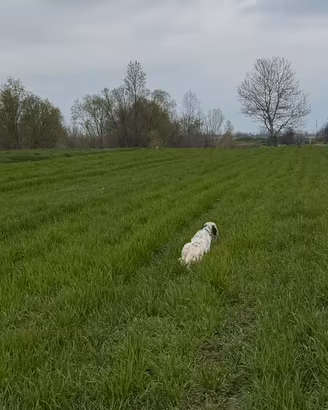 Setter Inglese pronta caccia