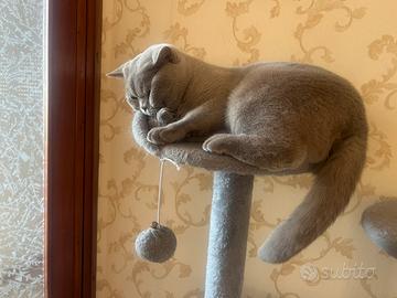 British shorthair per accoppiamento