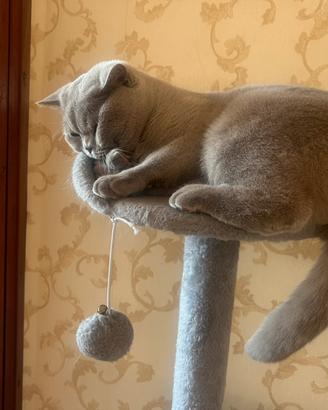 British shorthair per accoppiamento