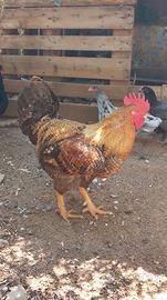 Gallo