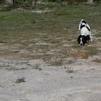 Cucciola Bracco Pointer