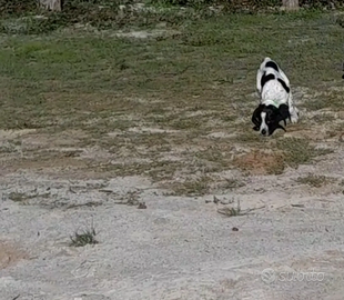 Cucciola Bracco Pointer