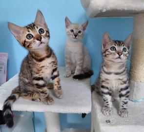 Cuccioli Bengala