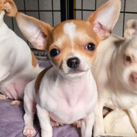 Mini cucciolo di chihuahua