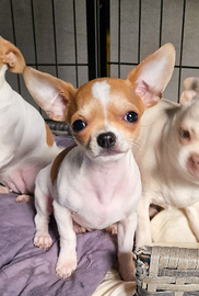 Mini cucciolo di chihuahua