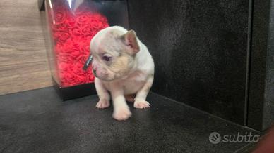 Bulldog francesi