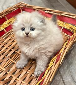 Scottish fold strait