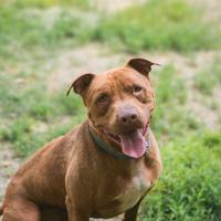 Thor stupendo Pitbull rednose in adozione