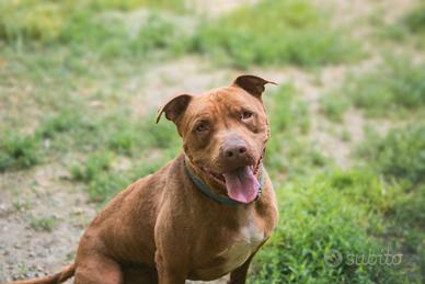 Thor stupendo Pitbull rednose in adozione