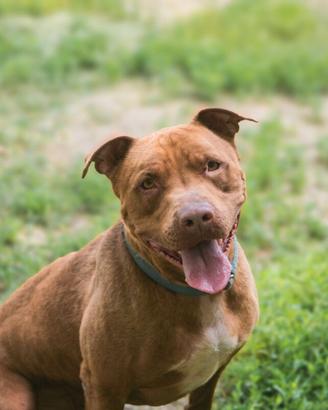 Thor stupendo Pitbull rednose in adozione
