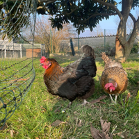 Galline Marans,araucana,oliveegger,moroseta,legbar