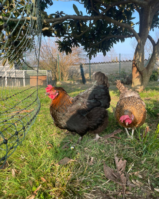 Galline Marans,araucana,oliveegger,moroseta,legbar