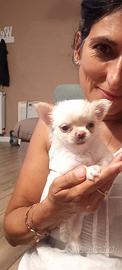 Chihuhahua pelo lungo femmina