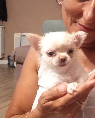 Chihuhahua pelo lungo femmina