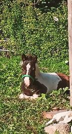 Pony stallone per monta