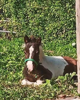 Pony stallone per monta