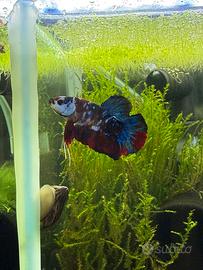 Pesce betta superdelta koi