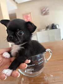 Cucciolo chihuahua