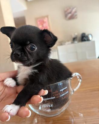 Cucciolo chihuahua