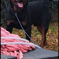 Cuccioli rottweiler allevamento enci fci